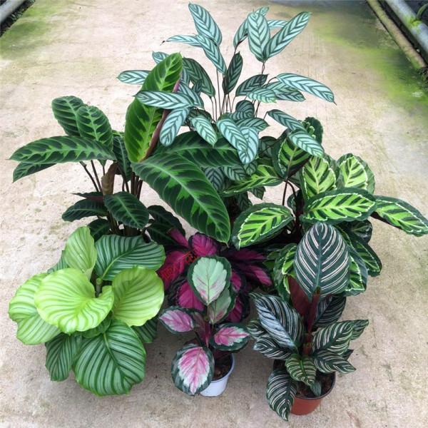 38種超級耐陰的花,沒光也能養爆盆,養在陽臺客廳超有範兒 38種超級耐陰的花,沒光也能養爆盆,養在陽臺客廳超有範兒