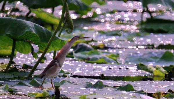 “尖叫雞”原型——黃葦鳽:任爾風吹雨打,我自巋然不動 “尖叫雞”原型——黃葦鳽:任爾風吹雨打,我自巋然不動