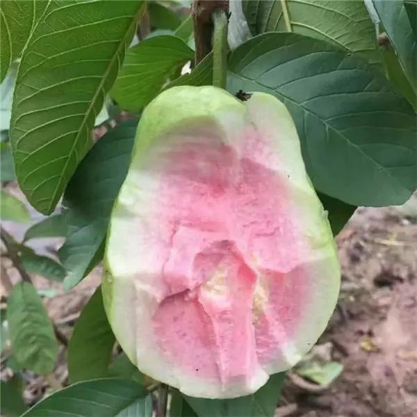 蓮霧：香甜爽脆