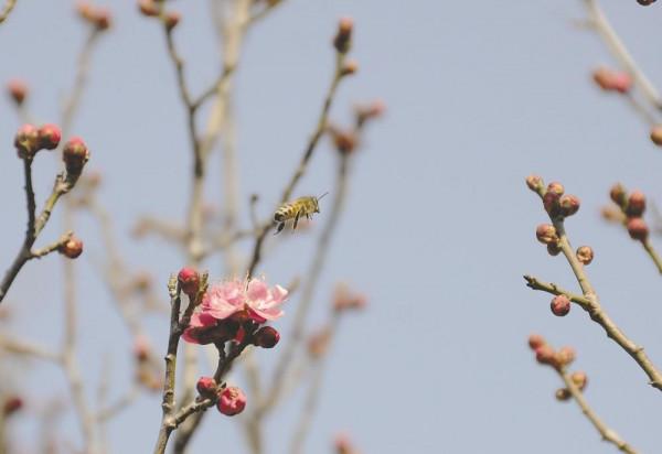 驚蟄到&OpenCurlyDoubleQuote;蜂&rdquo;聲起