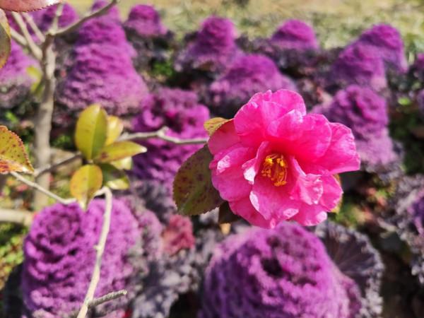 黿頭渚櫻花先睹為快