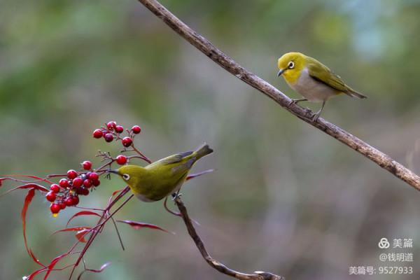 萌萌可愛小精靈——繡眼鳥