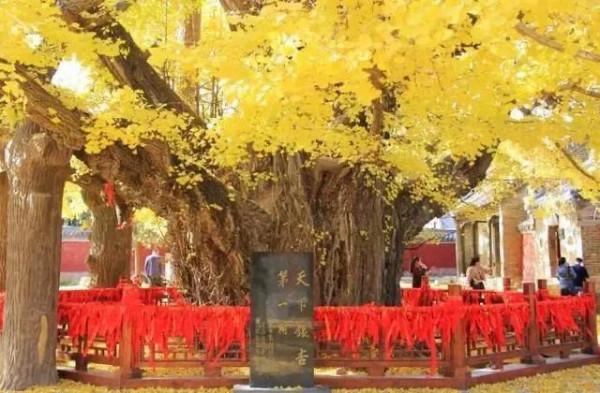 中國千年古樹系列之一