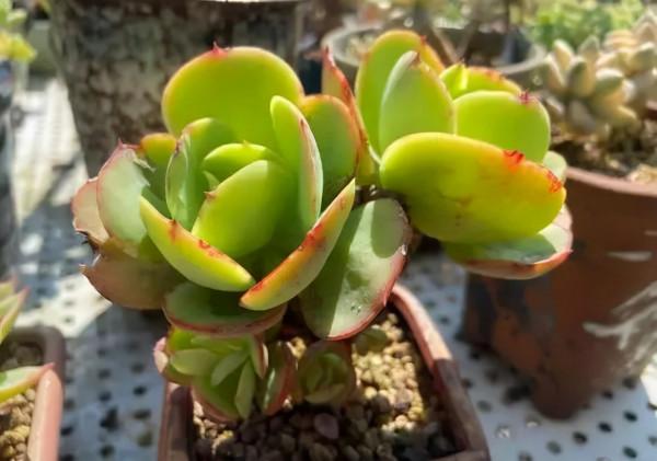 一年一度曬秋時,一年一度曬肉時 一年一度曬秋時,一年一度曬肉時