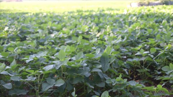 大豆只長棵，如何控旺能增產？3個方面要注意，做對了產量高