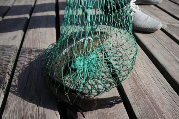 別人不會告訴你的！垂釣大板鯽魚的時候真到了！核心就是這3點