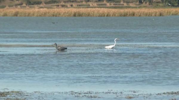 它們來貴州了!比往年早了9天 它們來貴州了!比往年早了9天