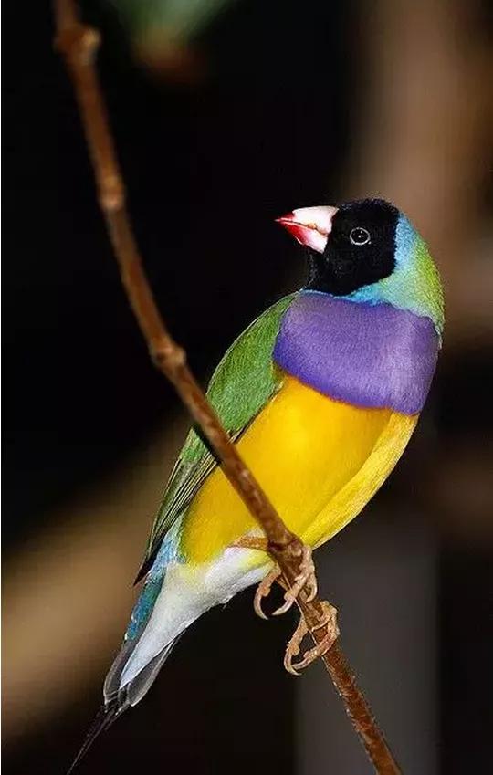 分享一組美麗的七彩文鳥