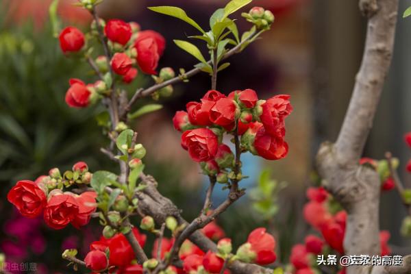 院子裡有空地種上這“三種樹”,不僅美化環境,寓意美好旺家 院子裡有空地種上這“三種樹”,不僅美化環境,寓意美好旺家