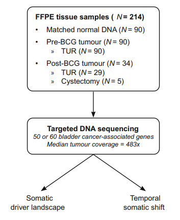 3種突變可納入BCG治療NMIBC的結果預測模型