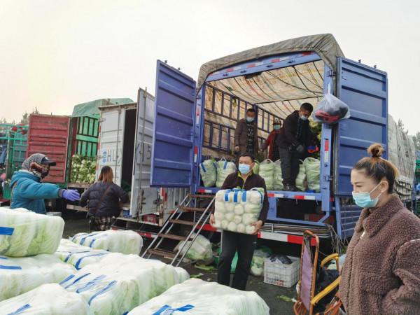 ​新發地冬儲大白菜已上市,價格比去年高90% ​新發地冬儲大白菜已上市,價格比去年高90%