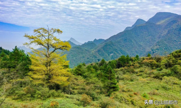遍地灑金，初冬的銀杏，驚豔了時光