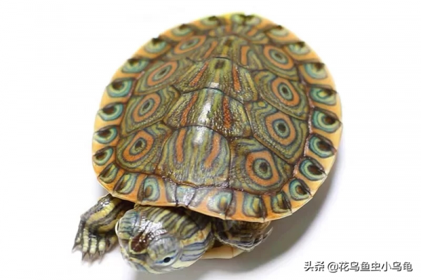 18種常見的烏龜，每種都有自己的特色，你喜歡哪種呢？