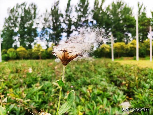 被“妖魔化”的草甘膦，對農作物和土地有副作用，還能放心使用嗎