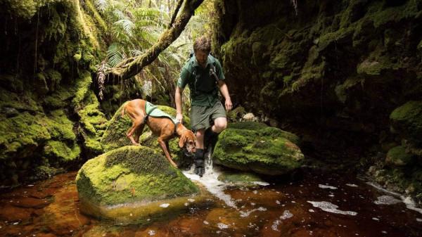 狗狗工作11年救下1700多隻瀕危奇異鳥！終於退休躺沙發啦