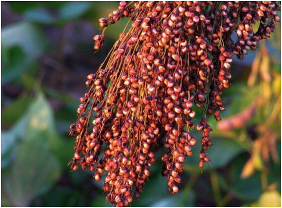 超市4款“廉價酒”,都是不加1滴香精的純糧酒,可惜很少人知道 超市4款“廉價酒”,都是不加1滴香精的純糧酒,可惜很少人知道