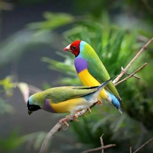 五彩斑斕的各種奇特的小鳥太可愛了，色彩豔麗，讓人賞心悅目