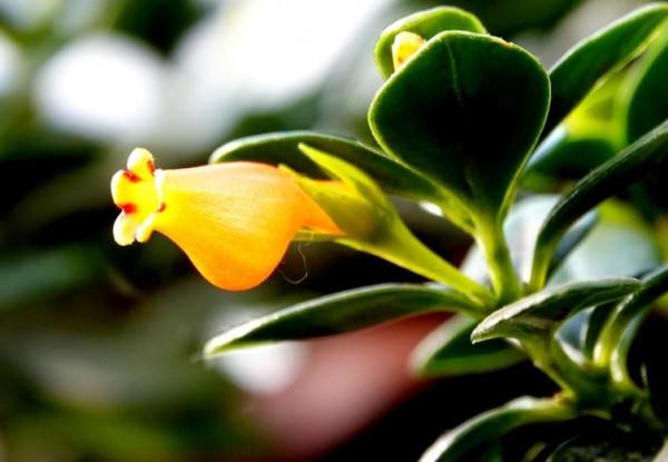 國際市場受歡迎的切花及盆栽植物袋鼠花