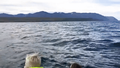 手掌大的飛蛾、比汽車高的鹿，這些東西比你想象的要大很多