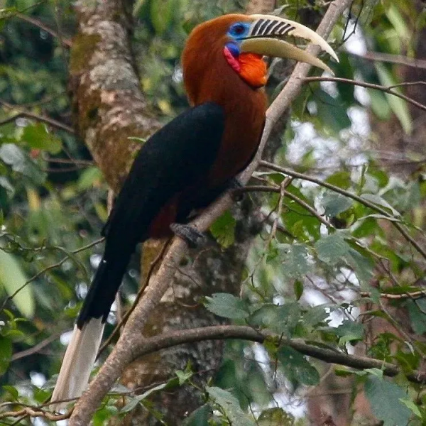 “南絲路”的故事：青銅存錢罐上的犀鳥