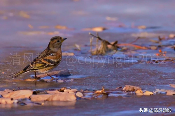雖然二代很香，還是要推薦大家買一代，畢竟是大師頭