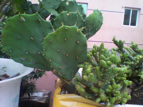 家有陽臺，適合養3種“醜花”，別嫌難看，它們可都是“氧氣機”