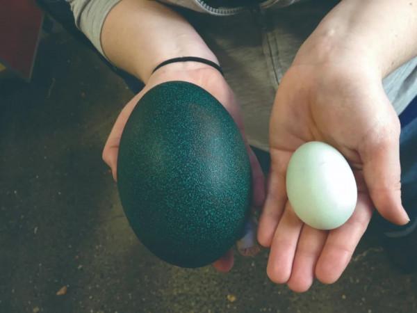 世界上最大的鳥類