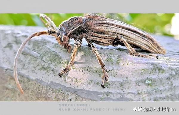 手機昆蟲攝影:天牛,拍攝技巧分享,你見過這幾種天牛嗎? 手機昆蟲攝影:天牛,拍攝技巧分享,你見過這幾種天牛嗎?