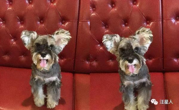 貪吃汪充氣式發胖，肚皮超緊繃，藏不住肉，網友笑瘋：裝手榴彈？