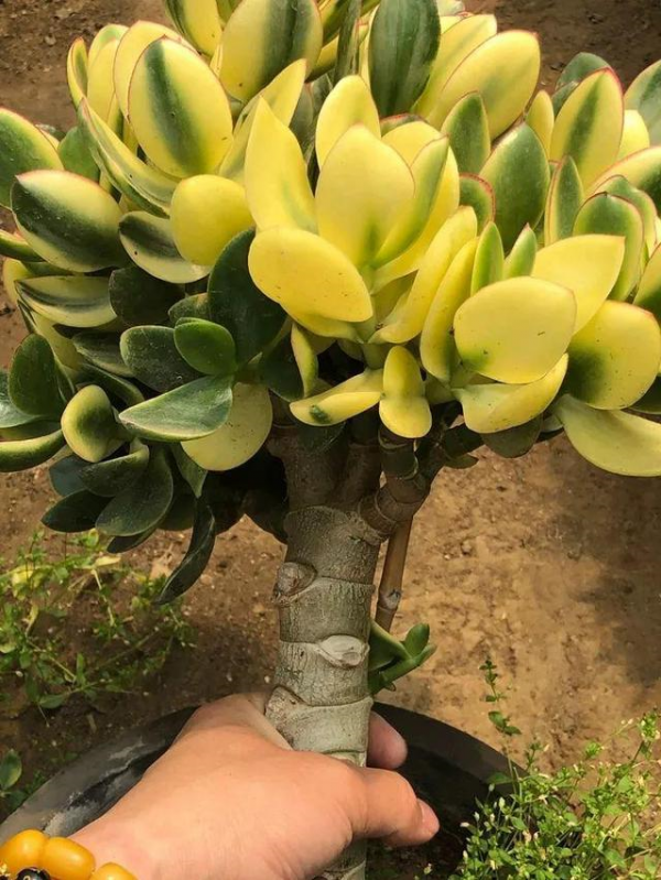 玉樹想“值錢”，全靠“會修剪”，長成百年大老樹，就靠3個要點