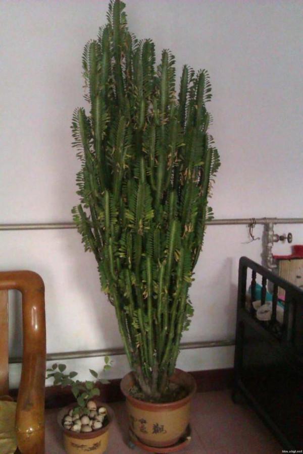 愛“戳屋頂”的3種花，一不留神多澆點水，長到3米，搬都搬不動