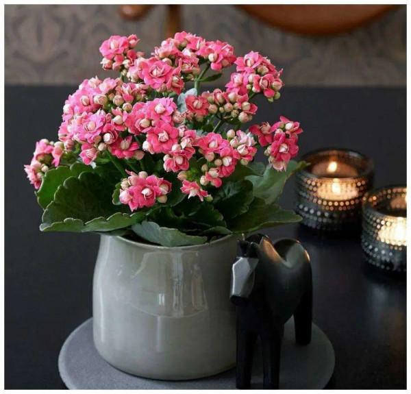 實用分享丨30款年宵花鑑賞，觀花的、賞果的都有…你最喜歡哪個？