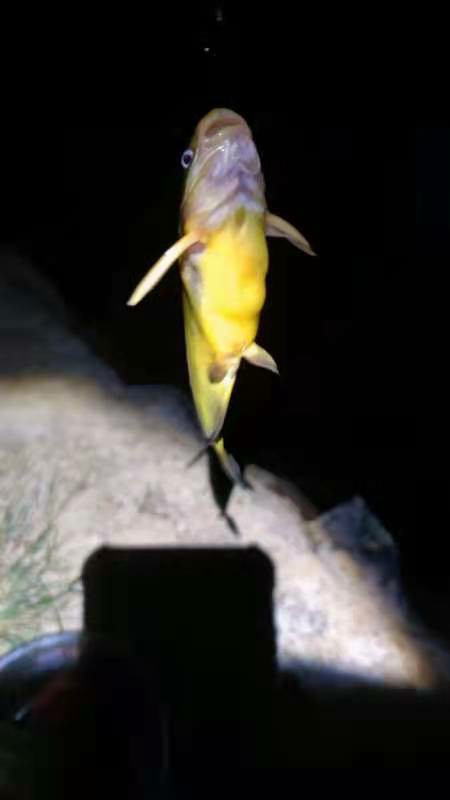 梅子姐又玩路亞又玩手竿，痴迷釣魚連老公的年假也用上了