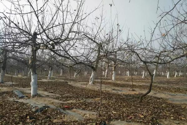 曹泳春:如何確保果樹安全越冬?以下四點要做到 曹泳春:如何確保果樹安全越冬?以下四點要做到