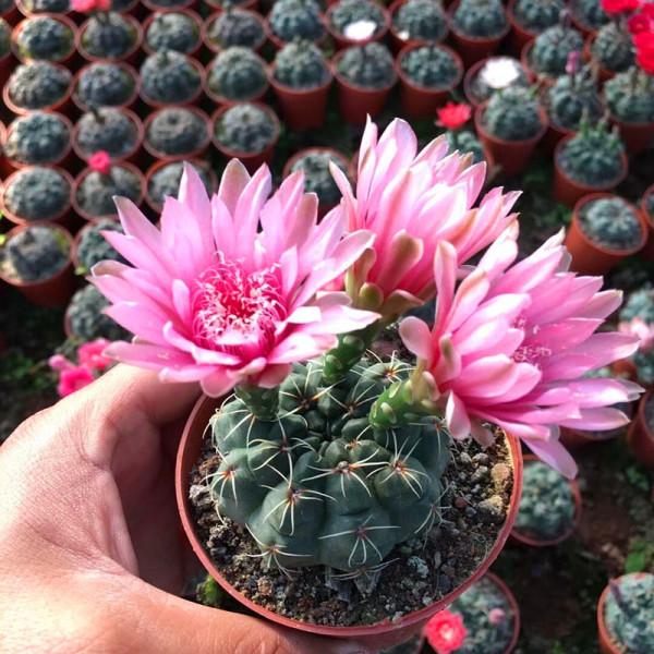 6種花,不喜勤快人,常澆水不開花,不管它,花朵爬滿大樓房 6種花,不喜勤快人,常澆水不開花,不管它,花朵爬滿大樓房