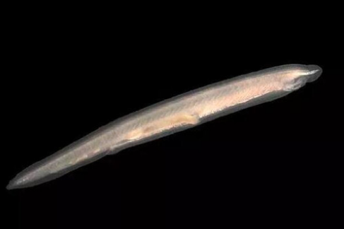 人無頭不走,鳥無頭不飛,魚無頭……呃,還能活,釣友偶遇無頭魚 人無頭不走,鳥無頭不飛,魚無頭……呃,還能活,釣友偶遇無頭魚