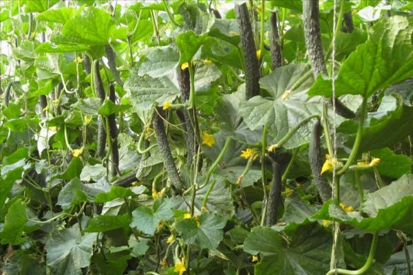 黃瓜種植:如何澆水,有哪些注意事項?這篇文章算是說明白了 黃瓜種植:如何澆水,有哪些注意事項?這篇文章算是說明白了