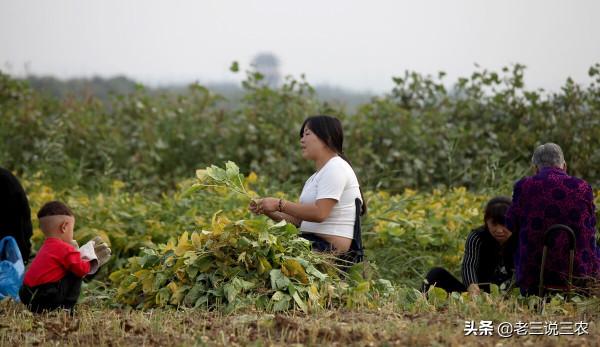 只要一把草木灰，自制大豆增大飽滿劑！簡單3點，產量高，都羨慕