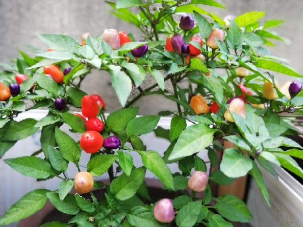 50種花春天播種，長滿小院子，能開一整年