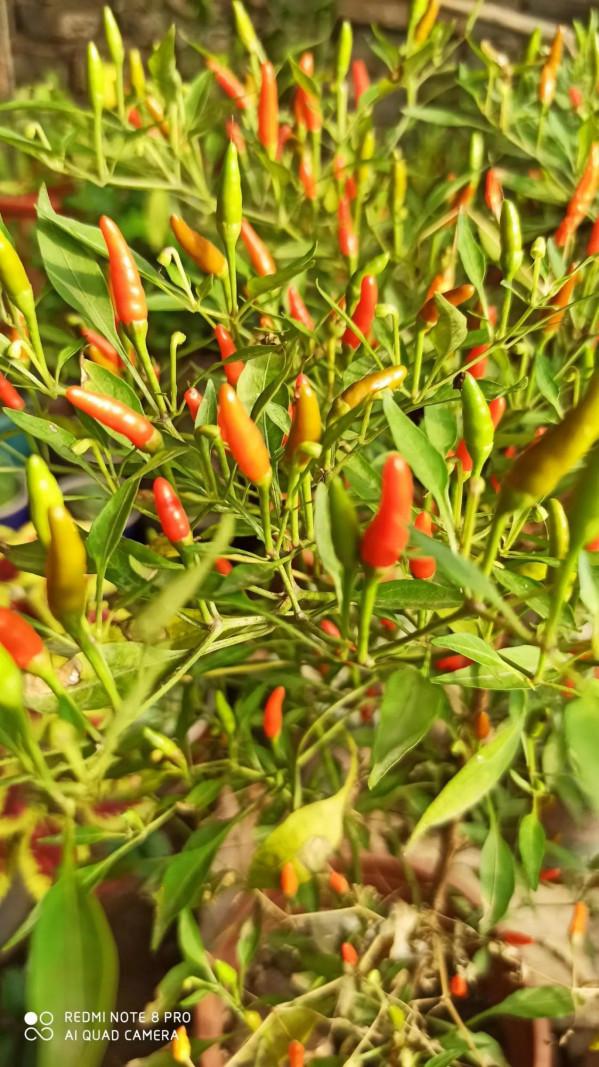 度過夏天的多肉，都是堅強的肉肉