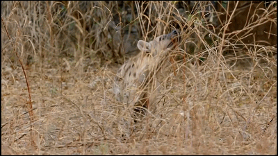 這隻花豹是啃老反面教材！正能量教育意義