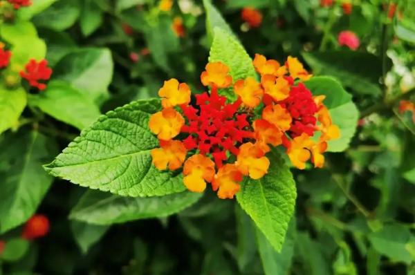 知道花兒好看，但你能一一說出它們的名字嗎？