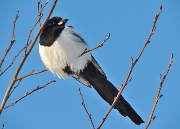 聰明的喜鵲可是&OpenCurlyDoubleQuote;高階建築師&rdquo;，它的窩外表粗糙內部奢華，扛風雪
