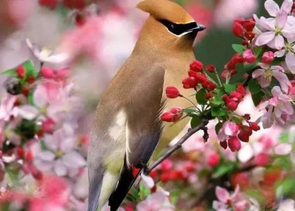 50只美麗的鳥兒，鳥語花香，鶯歌燕舞，真的太美了