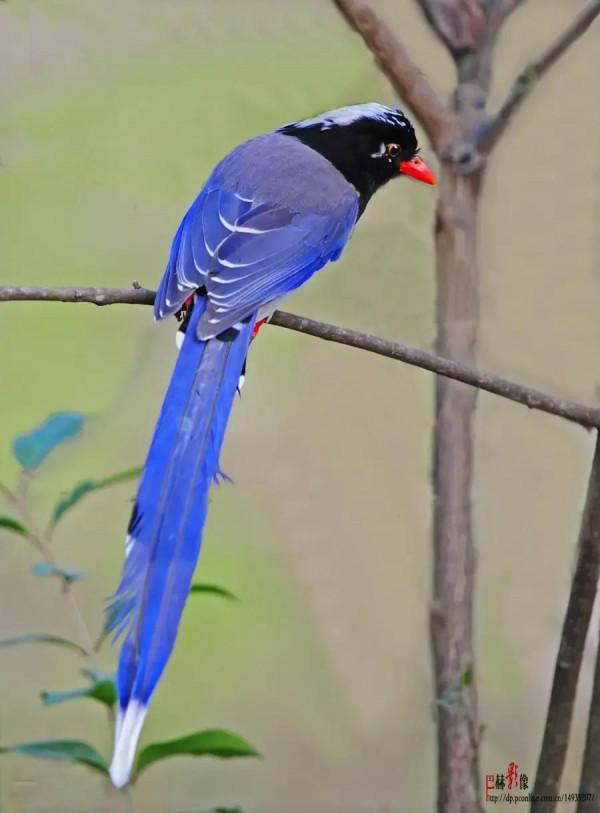 自然生物小百科 自然生物小百科
