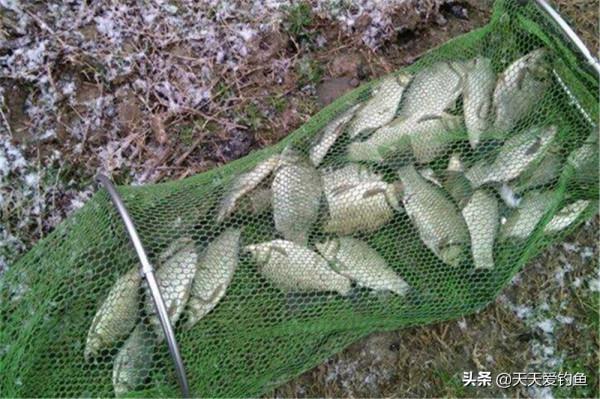 冬季釣魚，提升咬鉤量的3個辦法，天冷還想爆護，這些方法要常用