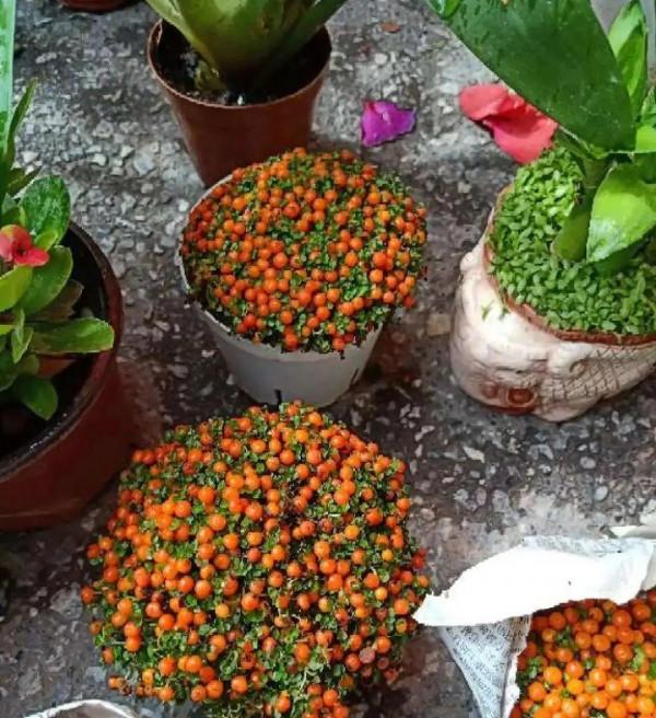 6種“觀果植物”，小果實掛滿枝頭，半年不落，喜慶又好看