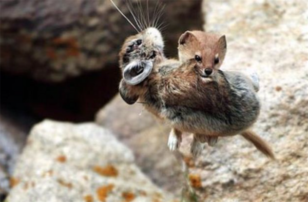 高原鼠兔：高原上全是我的天敵，有人惦記我身子，有人盯著我的窩