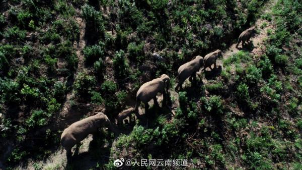 極小種群物種之亞洲象 極小種群物種之亞洲象