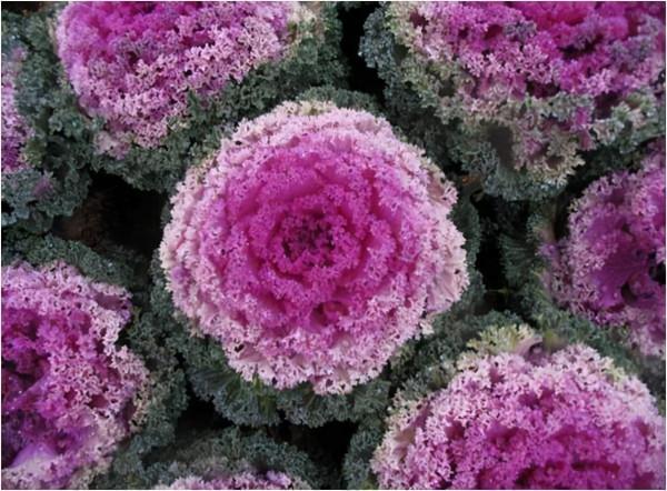 入了秋天，北方有1種花，長得比在南方好，你見過嗎